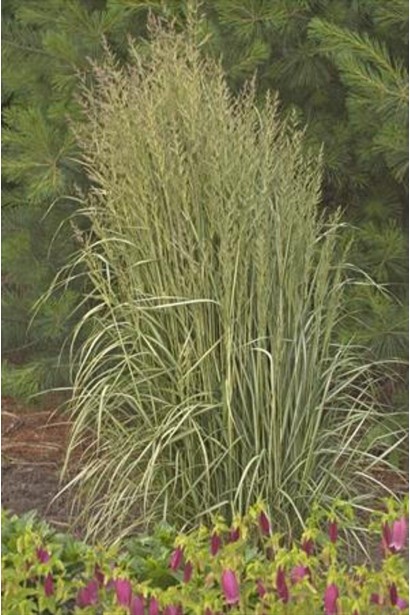 Війник Аваланш декоративна висока трава